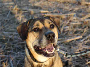 American Pit Bull Terrier-German Shepherd Dog Mix Dogs for adoption in Bowling Green, OH, USA