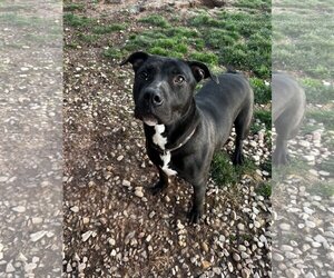 American Pit Bull Terrier-Labrador Retriever Mix Dogs for adoption in Harrisville, WV, USA