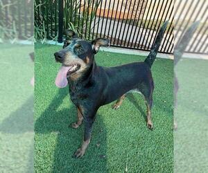 Black and Tan Coonhound-Unknown Mix Dogs for adoption in Baytown, TX, USA