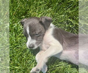 Chihuahua-Unknown Mix Dogs for adoption in Plainfield, IL, USA