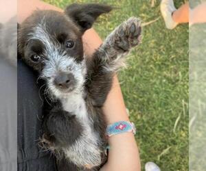 Maltese Dogs for adoption in Aurora, CO, USA