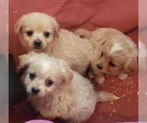 Medium Photo #1 Chiranian Puppy For Sale in vacaville, CA, USA