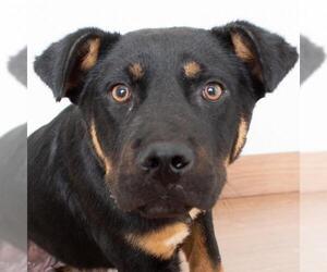 Rottweiler Dogs for adoption in Eden Prairie, MN, USA