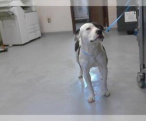 American Pit Bull Terrier Dogs for adoption in Fayetteville, NC, USA