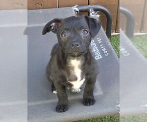 Chihuahua-Unknown Mix Dogs for adoption in Mission Viejo, CA, USA