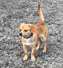 Puggle Dogs for adoption in Seattle, WA, USA