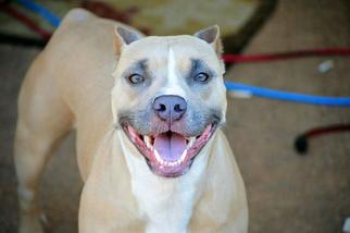 American Pit Bull Terrier Dogs for adoption in Tomball, TX, USA