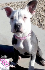 American Pit Bull Terrier Dogs for adoption in Canutillo, TX, USA