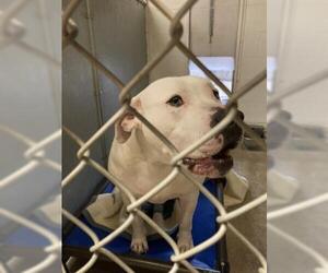 American Bulldog Dogs for adoption in San Andreas, CA, USA