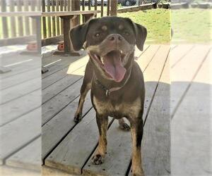 Puggle Dogs for adoption in Wetumpka, AL, USA
