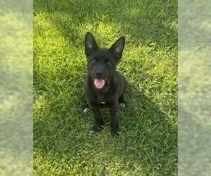 Labsky Dogs for adoption in Rowlett, TX, USA
