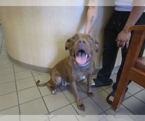 American Staffordshire Terrier Dogs for adoption in Ocala, FL, USA