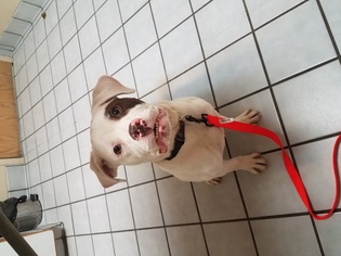 Bulldog-Unknown Mix Dogs for adoption in columbus, OH, USA