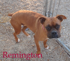 Boxer Dogs for adoption in Stover, MO, USA
