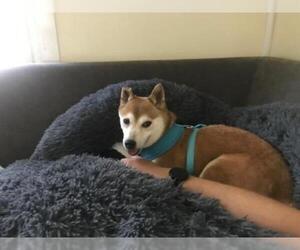Shiba Inu Dogs for adoption in St. Louis Park, MN, USA