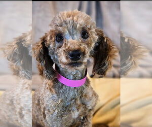 Poodle (Toy) Dogs for adoption in Bon Carbo, CO, USA