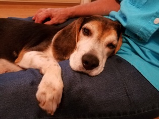 Beagle Dogs for adoption in Lafayette, LA, USA