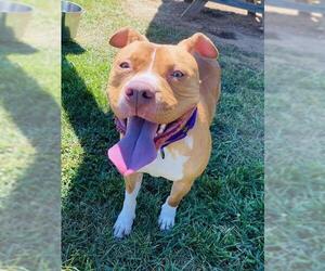 American Pit Bull Terrier Dogs for adoption in Westminster, MD, USA