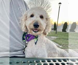 Aussiedoodle Dogs for adoption in Lee's Summit, MO, USA