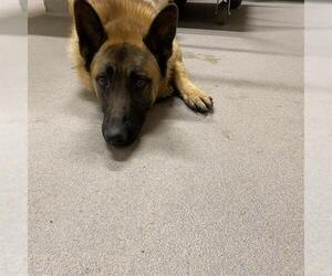 German Shepherd Dog Dogs for adoption in Modesto, CA, USA