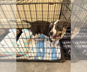 American Bulldog-Unknown Mix Dogs for adoption in Texas City, TX, USA