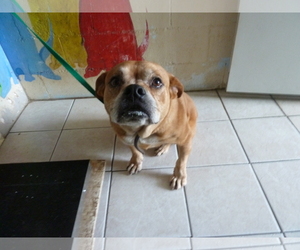 Boxer-Unknown Mix Dogs for adoption in Kailua Kona , HI, USA