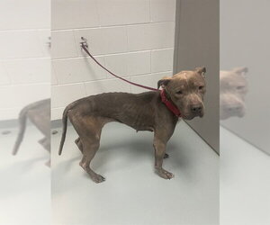 Mutt Dogs for adoption in St. Cloud, FL, USA