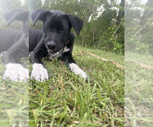 Bulldog-Labrador Retriever Mix Dogs for adoption in Tarrytown, GA, USA
