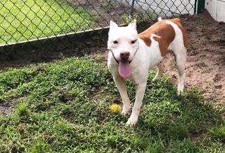 American Pit Bull Terrier Dogs for adoption in Brunswick, GA, USA