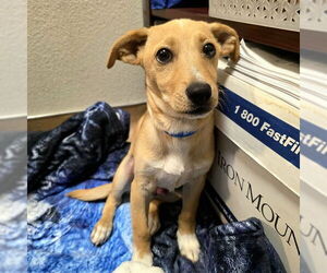 Mutt Dogs for adoption in Long Beach, CA, USA