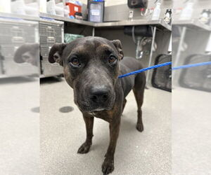 Staffordshire Bull Terrier-Unknown Mix Dogs for adoption in Las Vegas, NV, USA