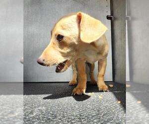 Mutt Dogs for adoption in San Antonio, TX, USA