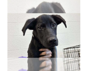Labrador Retriever-Unknown Mix Dogs for adoption in Abbeville, LA, USA