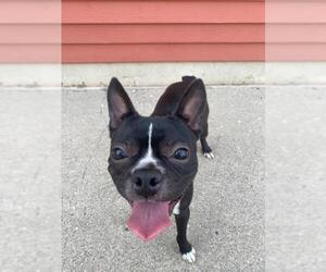 Faux Frenchbo Bulldog Dogs for adoption in Fargo, ND, USA