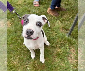 American Pit Bull Terrier-American Staffordshire Terrier Mix Dogs for adoption in Wenonah, NJ, USA