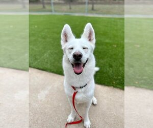 Siberian Husky Dogs for adoption in Cumming, GA, USA