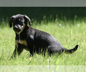 Shepweiller Dogs for adoption in Mechanicsburg, PA, USA
