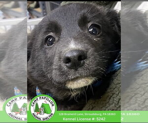 Border Collie-Unknown Mix Dogs for adoption in Stroudsburg, PA, USA