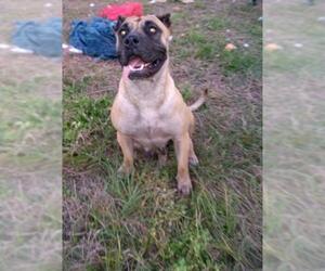 Mastiff-Presa Canario Mix Dogs for adoption in Oviedo, FL, USA