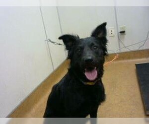 Mutt Dogs for adoption in Sacramento, CA, USA