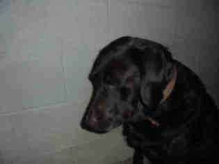 Labrador Retriever Dogs for adoption in Upland, CA, USA