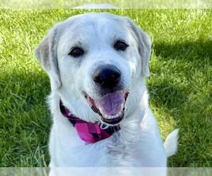 American Pit Bull Terrier-Great Pyrenees Mix Dogs for adoption in Pueblo, CO, USA