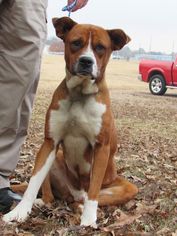 Boxer-Unknown Mix Dogs for adoption in Chichester, NH, USA