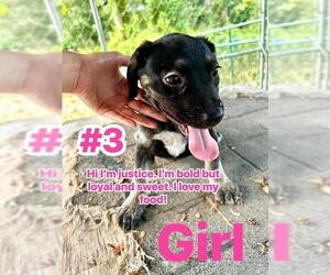Labrador Retriever-Unknown Mix Dogs for adoption in Conroe, TX, USA
