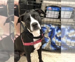 Boxador Dogs for adoption in Fenton, MO, USA