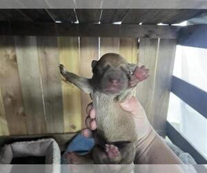 Labrador Retriever-Unknown Mix Dogs for adoption in Houston, TX, USA