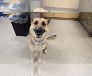German Shepherd Dog Dogs for adoption in Riverside, CA, USA
