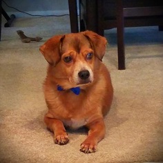 Beagi Dogs for adoption in Sanford, FL, USA