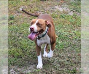 Mutt Dogs for adoption in Inverness, FL, USA