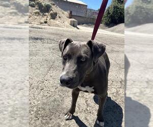 American Pit Bull Terrier-Unknown Mix Dogs for adoption in Stockton, CA, USA
